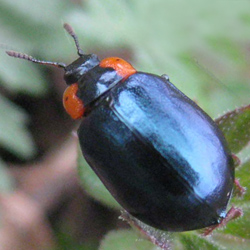 Chrysomela collaris Chrysomela collaris